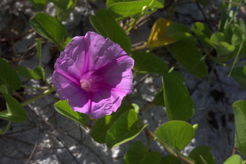 Vanderbilt Beach Resort Naples Zewnętrze zdjęcie